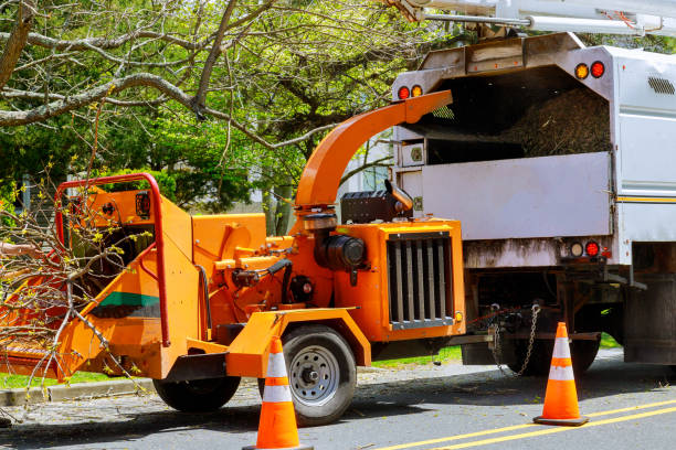 The Steps Involved in Our Tree Care Process in Miami Lakes, FL